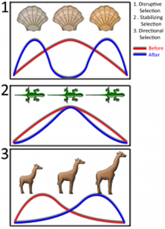 Genetics and Evolution, figure 1