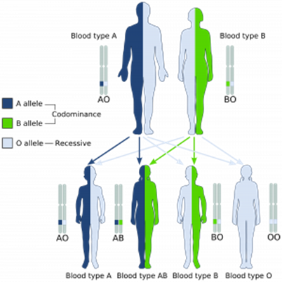 Genetics and Evolution, figure 3