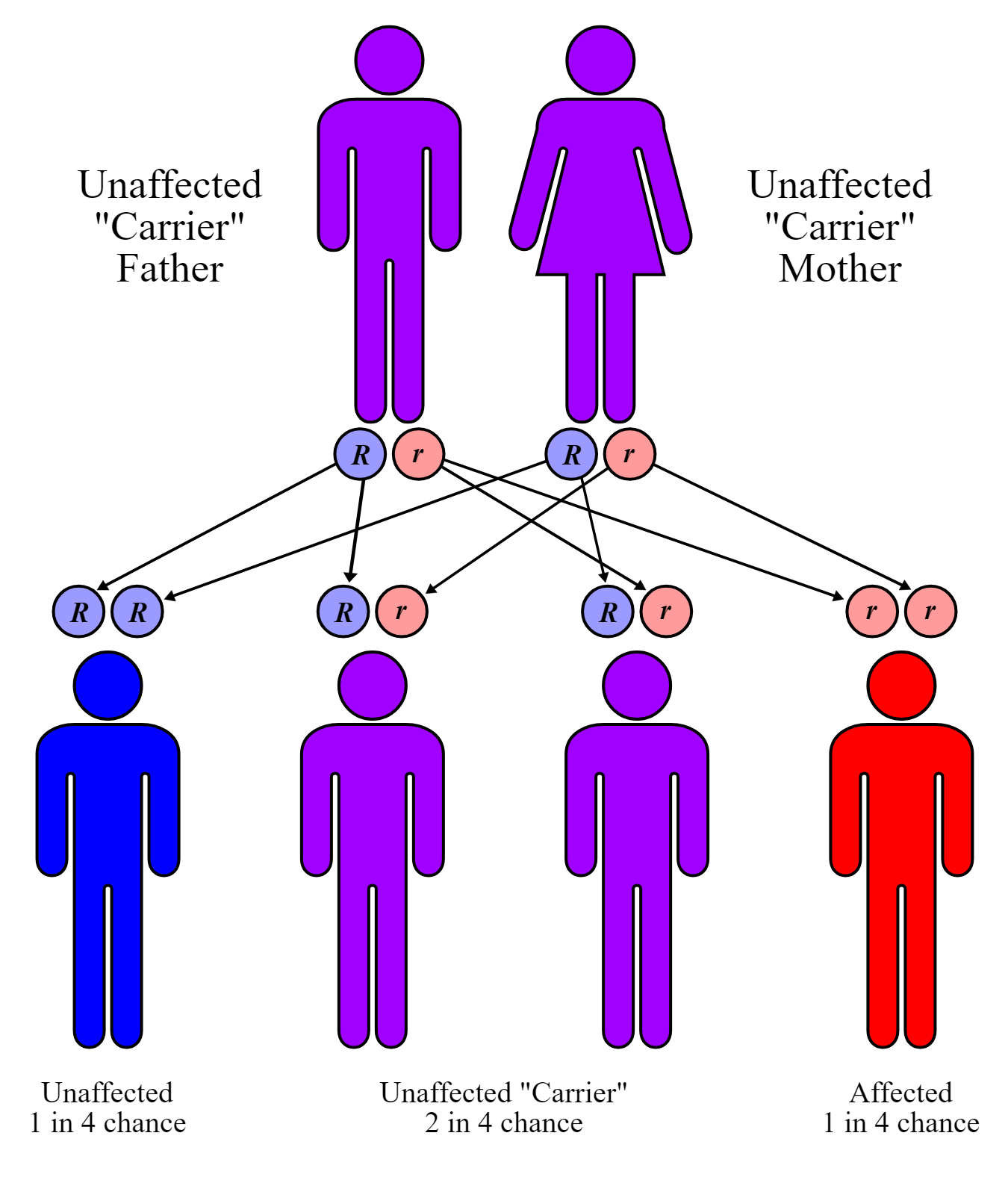 Genetics and Evolution, figure 5